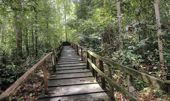 烏魯淡武廊國家公園2 Ulu Temburong National Park